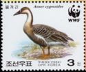 Swan Goose (Anser cygnoides)