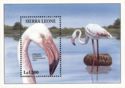 Greater Flamingo (Phoenicopterus roseus)