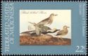 Black-bellied Plover (Pluvialis squatarola)