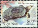 Asian Giant Softshell Turtle (Pelochelys bibroni)