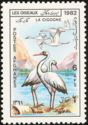 White Stork (Ciconia ciconia)