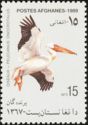 Great White Pelican (Pelecanus onocrotalus)
