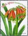 Clivia nobilis