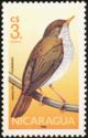 Orange-billed Nightingale-Thrush (Catharus aurantiirostris)