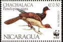 Highland Guan (Penelopina nigra)
