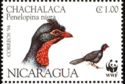 Highland Guan (Penelopina nigra)