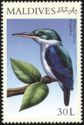 Collared Kingfisher (Halcyon chloris)