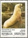 Kerguelen Fur Seal (Arctocephalus gazella)