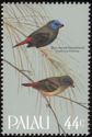 Blue-faced Parrotfinch (Erythrura trichroa)
