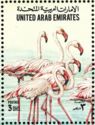 Greater Flamingo (Phoenicopterus roseus)