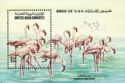 Greater Flamingo (Phoenicopterus roseus)
