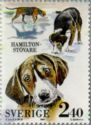 Hamilton Beagle (Canis lupus familiaris)