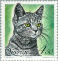 Shorthair (Felis silvestris catus)