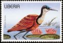 African Jacana (Actophilornis africanus)