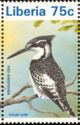 Pied Kingfisher (Ceryle rudis)