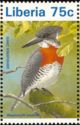 Giant Kingfisher (Megaceryle maxima)