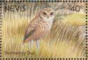 Burrowing Owl (Athene cunicularia)
