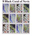 Black Coral of Nevis