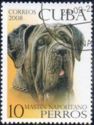 Neapolitan Mastiff (Canis lupus familiaris)