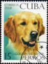 Golden Retriever (Canis lupus familiaris)
