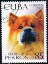 Chow-Chow (Canis lupus familiaris)