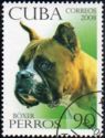German Boxer (Canis lupus familiaris)
