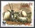 Arabian Oryx (Oryx leucoryx)