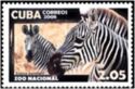 Plains Zebra (Equus burchelli)