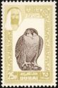 Barbary Falcon (Falco peregrinus pelegrinoides)
