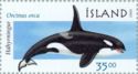 Killer Whale (Orcinus orca)