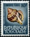 Cancellate Nutmeg Snail (Cancellaria cancellata)