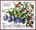 Plum Tree (Prunus domestica)