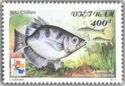 Smallscale Archerfish (Toxotes microlepis) 