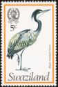 Black-headed Heron (Ardea melanocephala)