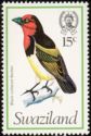 Black-collared Barbet (Lybius torquatus)