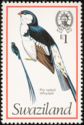 Pin-tailed Whydah (Vidua macroura)
