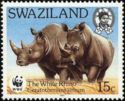 White Rhinoceros (Ceratotherium simum)