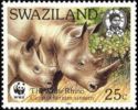 White Rhinoceros (Ceratotherium simum)