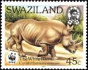 White Rhinoceros (Ceratotherium simum)