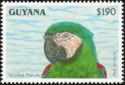 Severa Macaw (Ara severa)