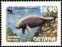 Caribbean Manatee (Trichechus manatus)