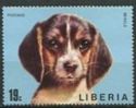 Beagle (Canis lupus familiaris)