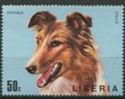 Collie (Canis lupus familiaris)