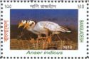 Bar-headed Goose (Anser indicus)