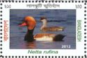 Red-crested Pochard (Netta rufina)
