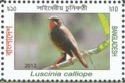 Siberian Rubythroat (Luscinia calliope)