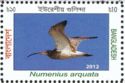 Eurasian Curlew (Numenius arquata)
