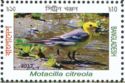Citrine Wagtail (Motacilla citreola)