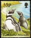 Magellanic Penguin (Spheniscus magellanicus)