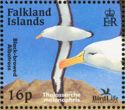 Black-browed Albatross (Thalassarche melanophris)